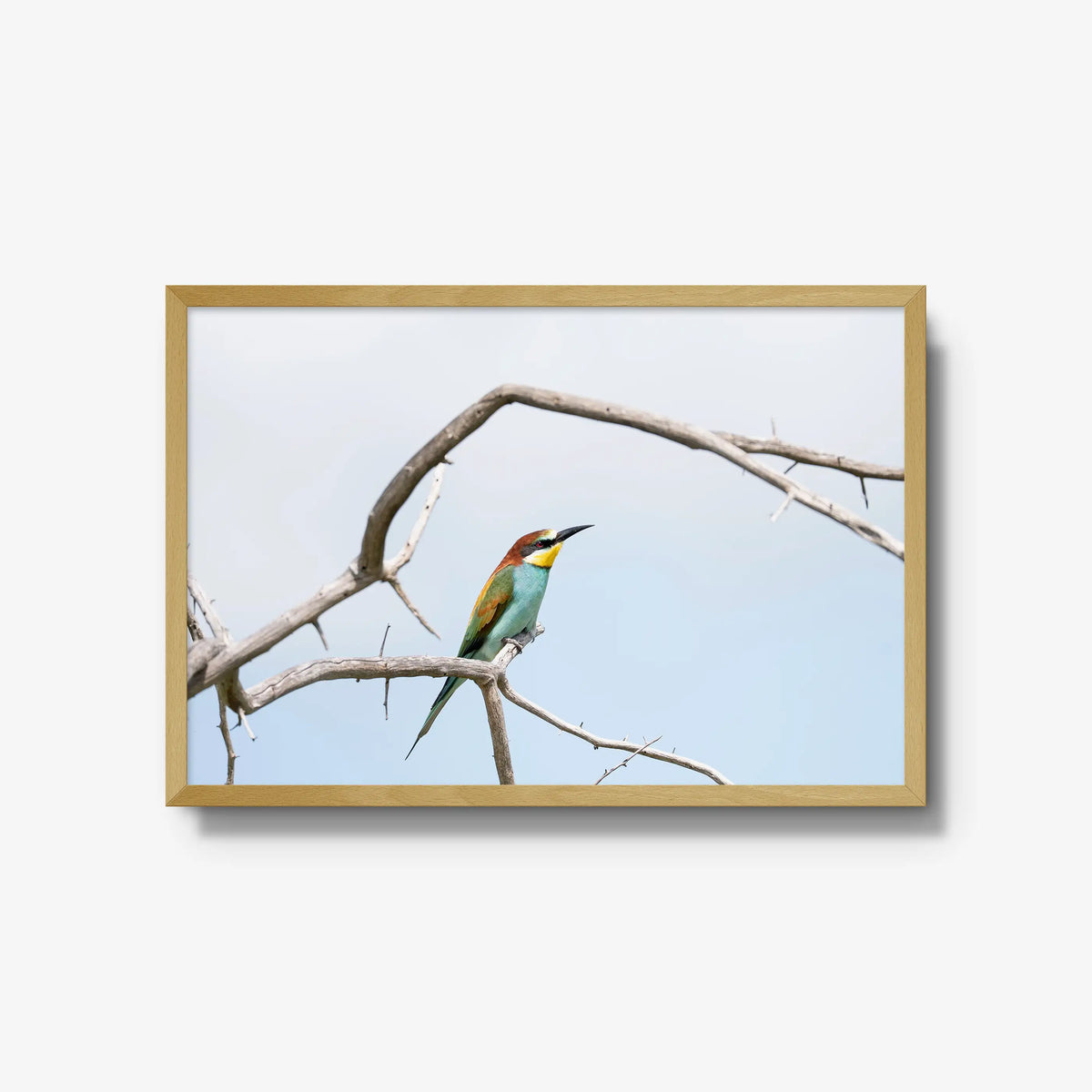 Delicate Balance — large / natural / full