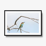 Delicate Balance — gallery / black / mat