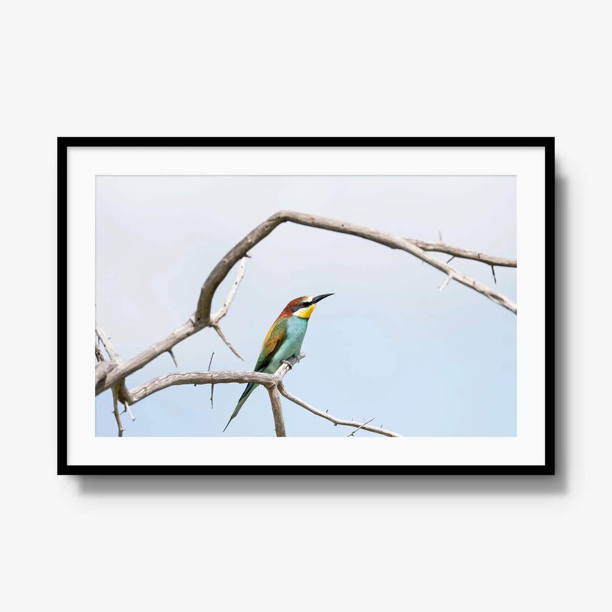Delicate Balance — gallery / black / mat