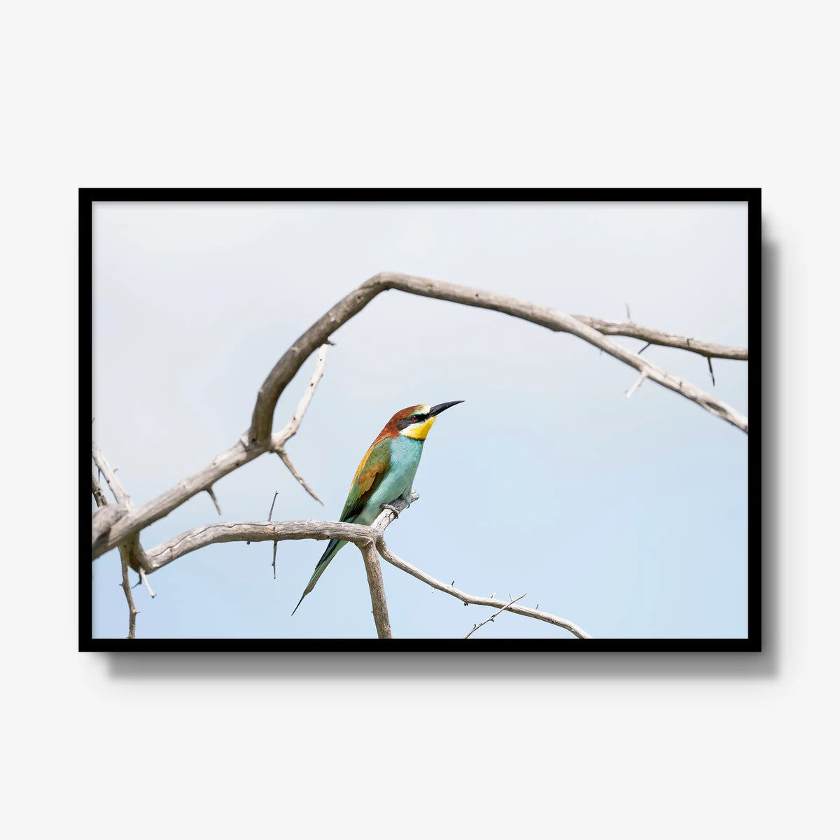 Delicate Balance — gallery / black / full