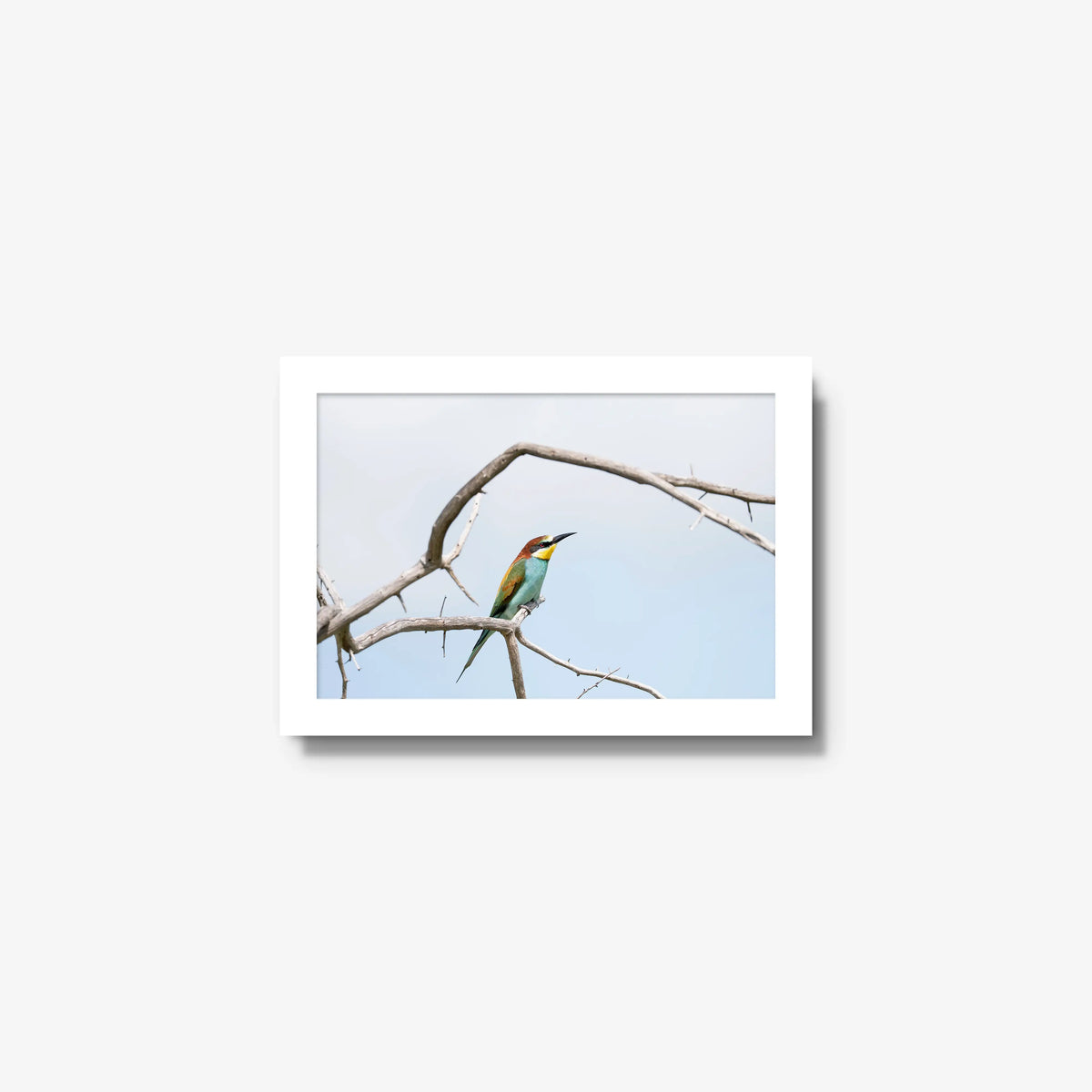 Delicate Balance — mini / white / full