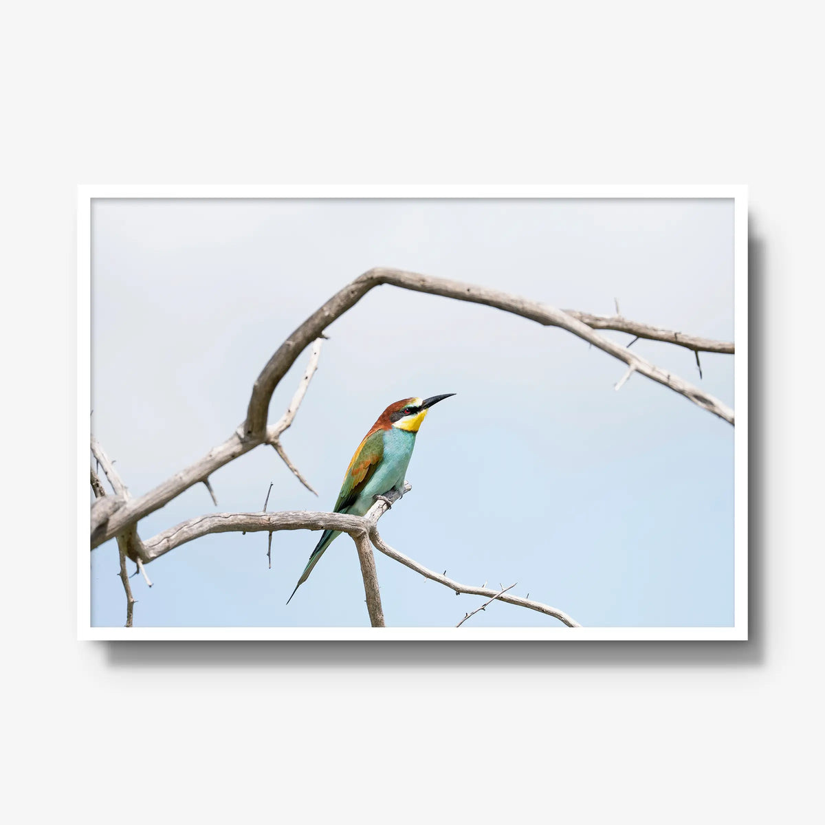 Delicate Balance — gallery / white / full