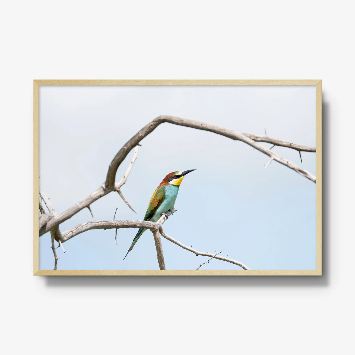 Delicate Balance — gallery / natural / full