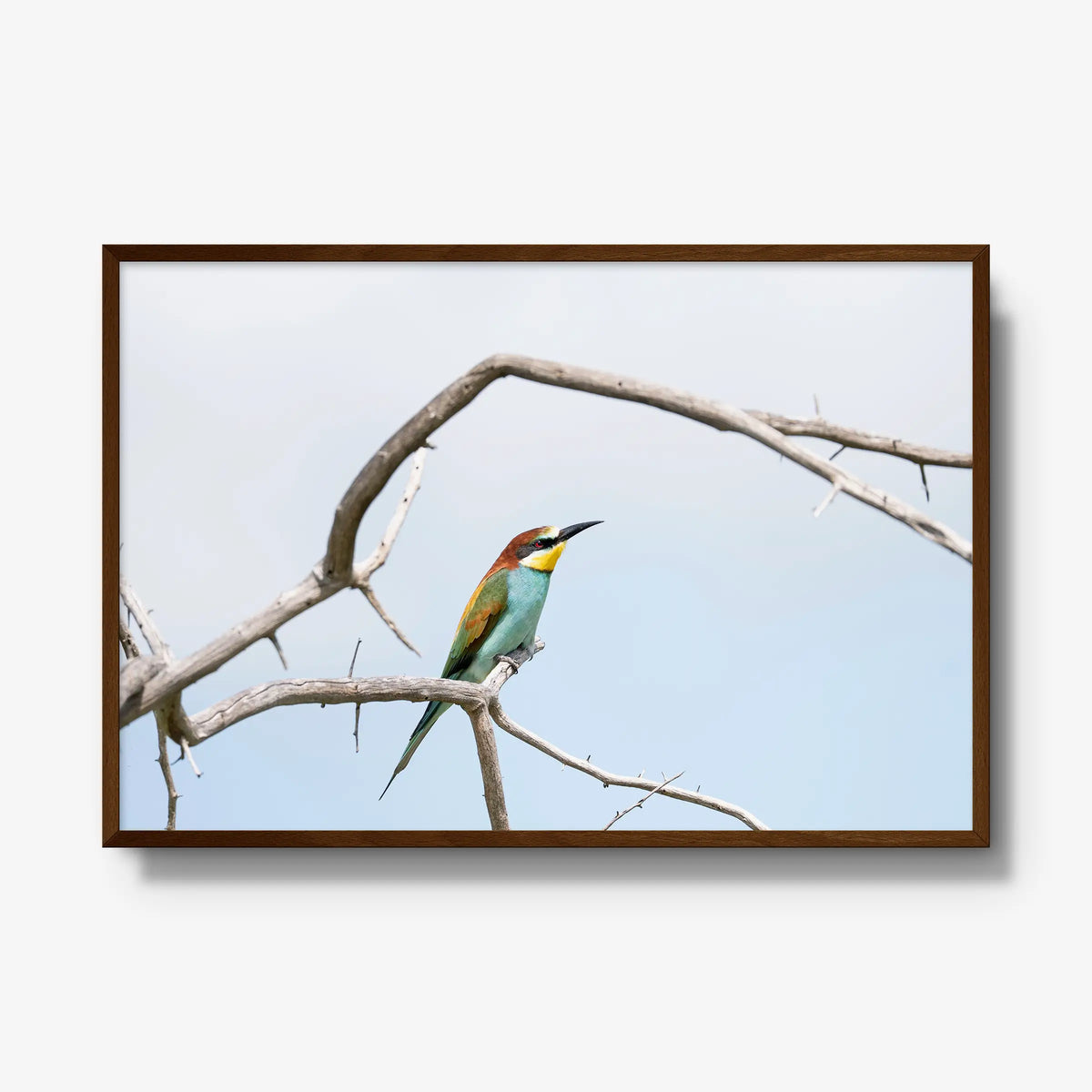 Delicate Balance — gallery / brown / full