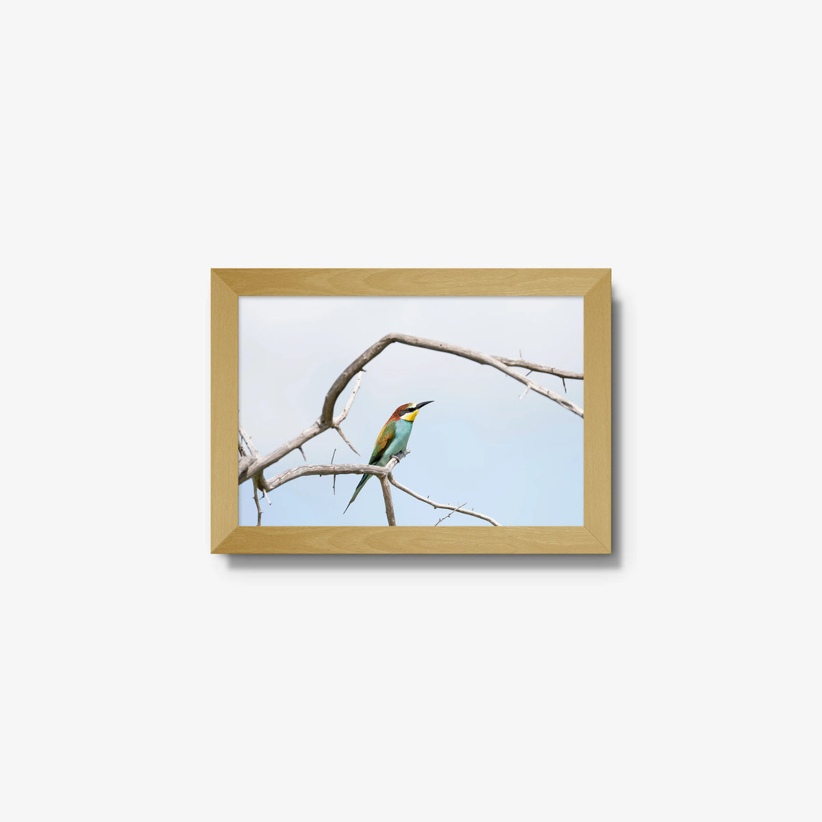 Delicate Balance — mini / natural / full