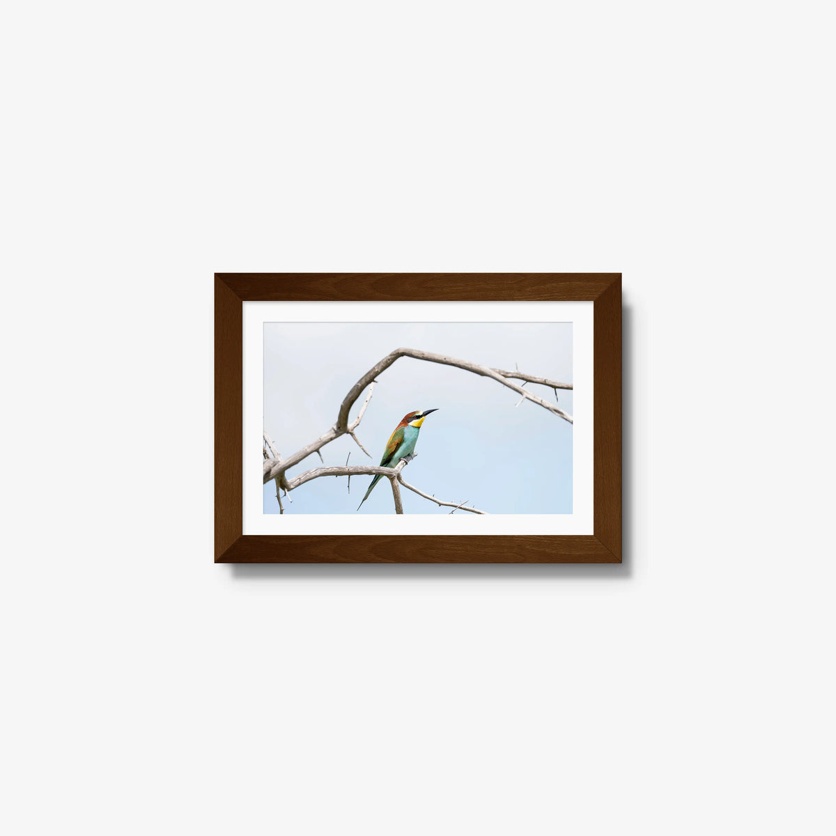 Delicate Balance — mini / brown / mat