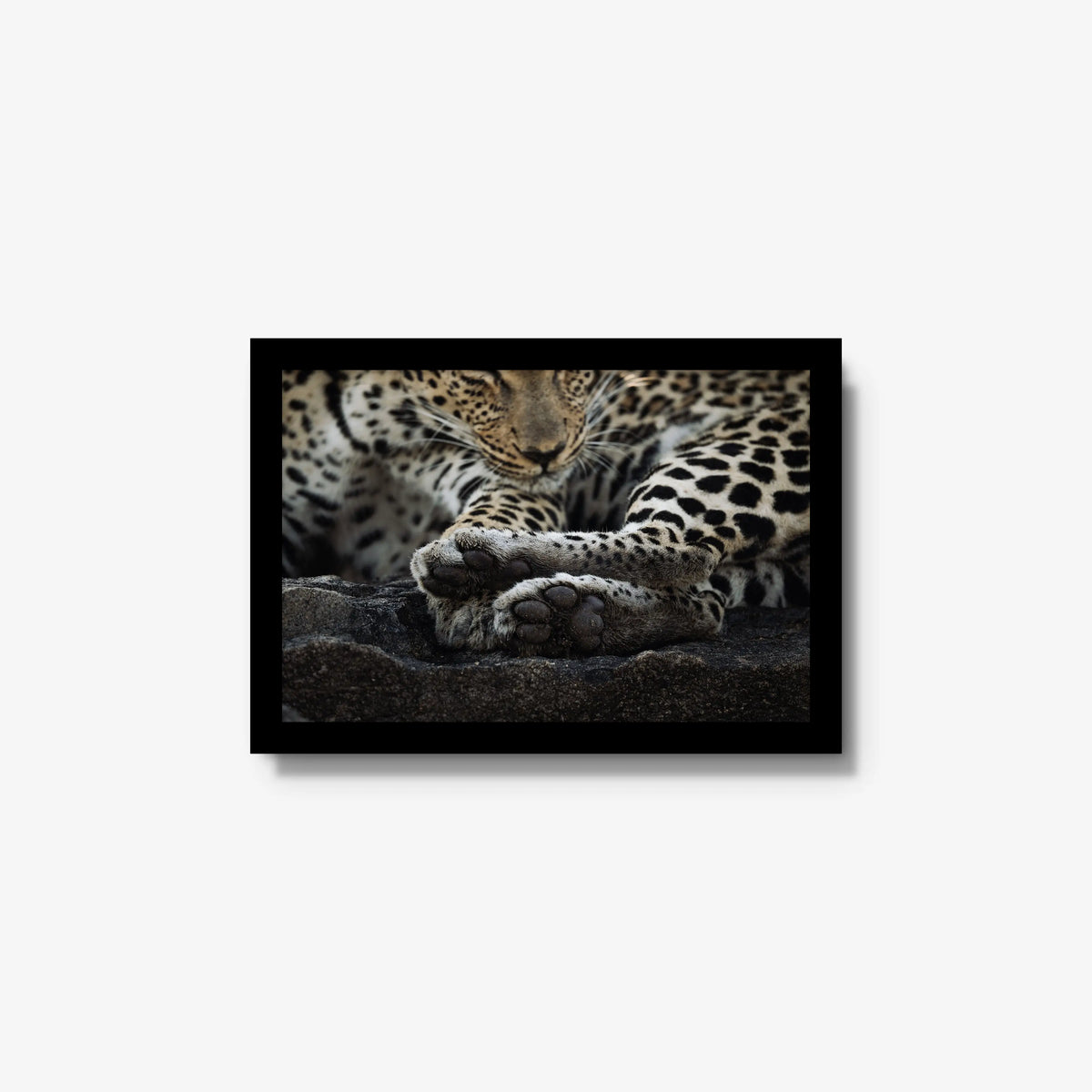 Dormant — small / black / full