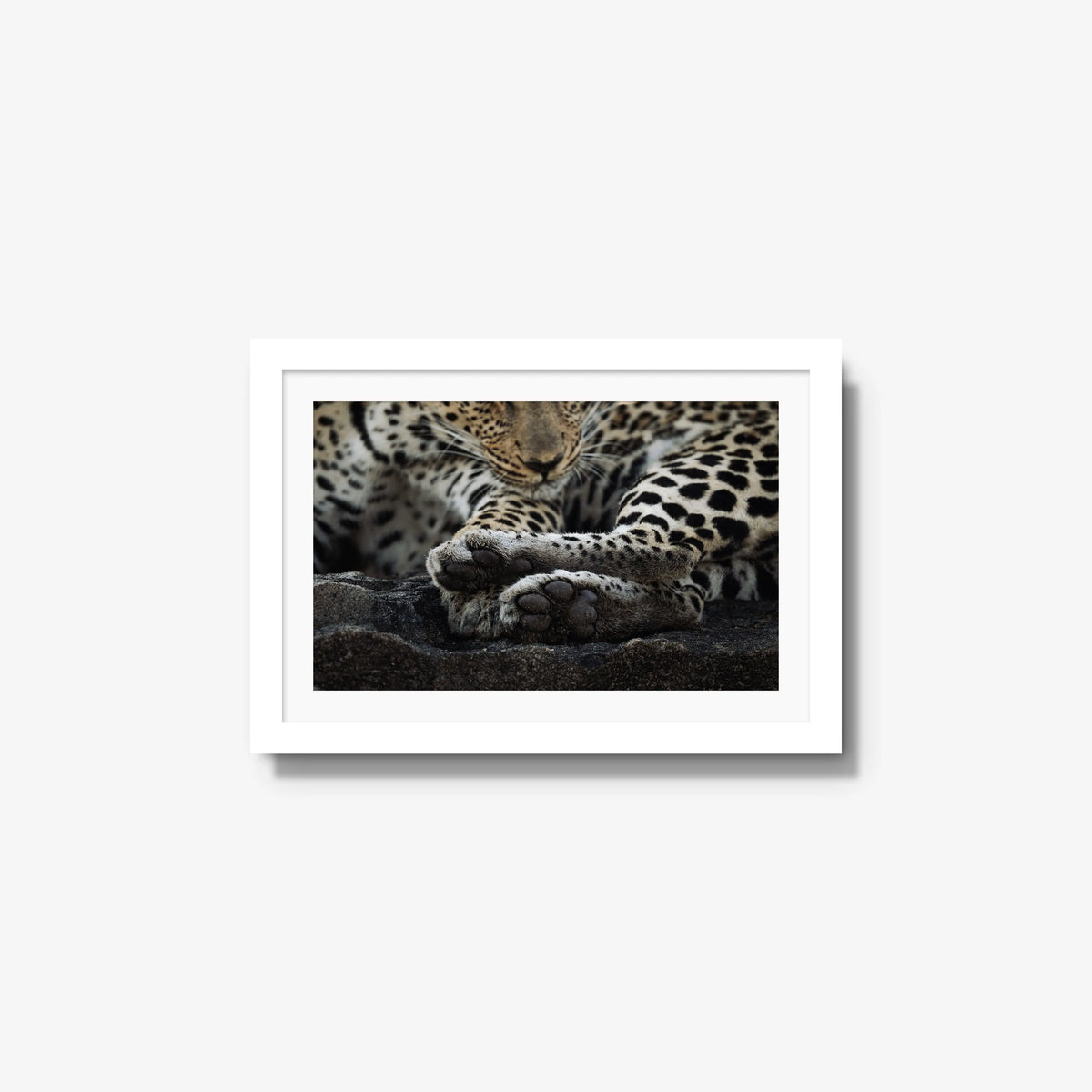 Dormant — small / white / mat