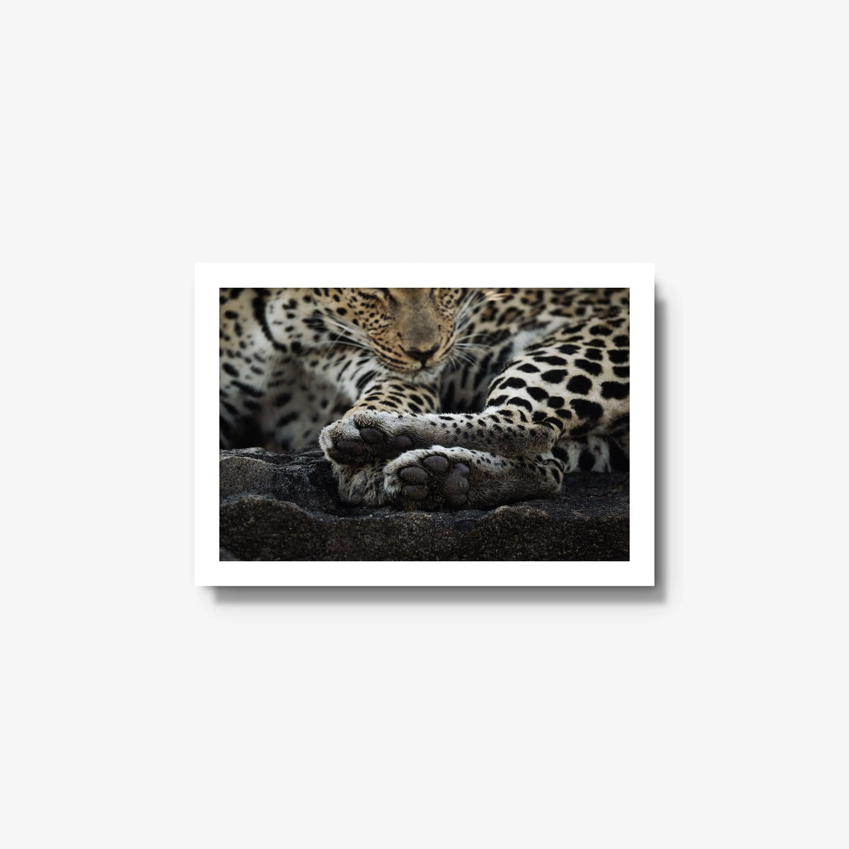 Dormant — small / white / full
