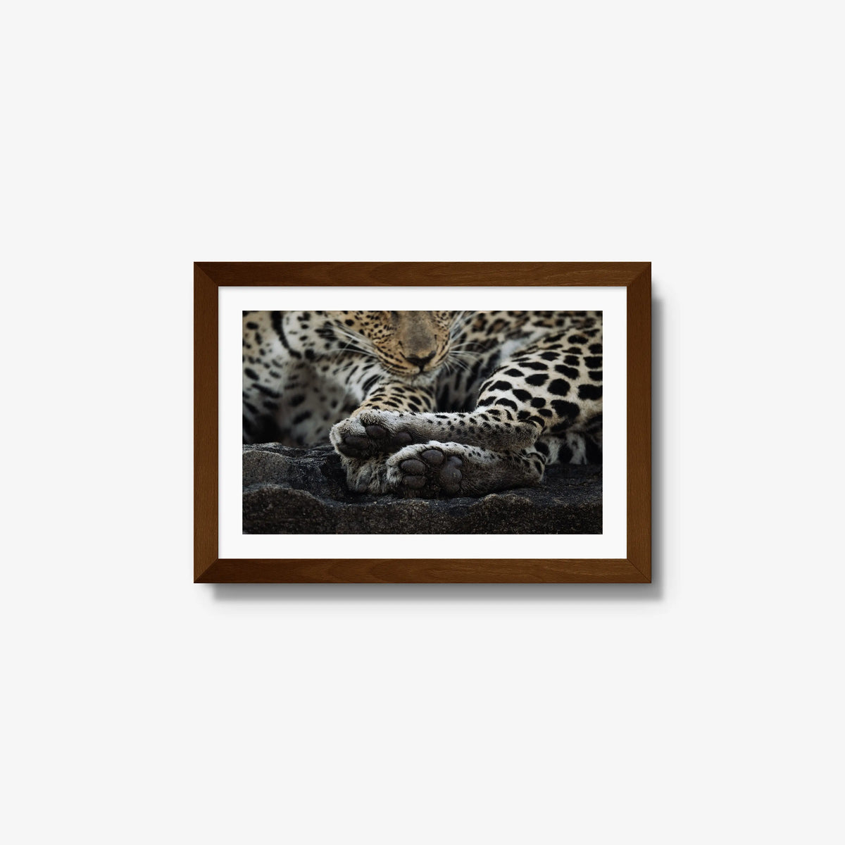 Dormant — small / brown / mat