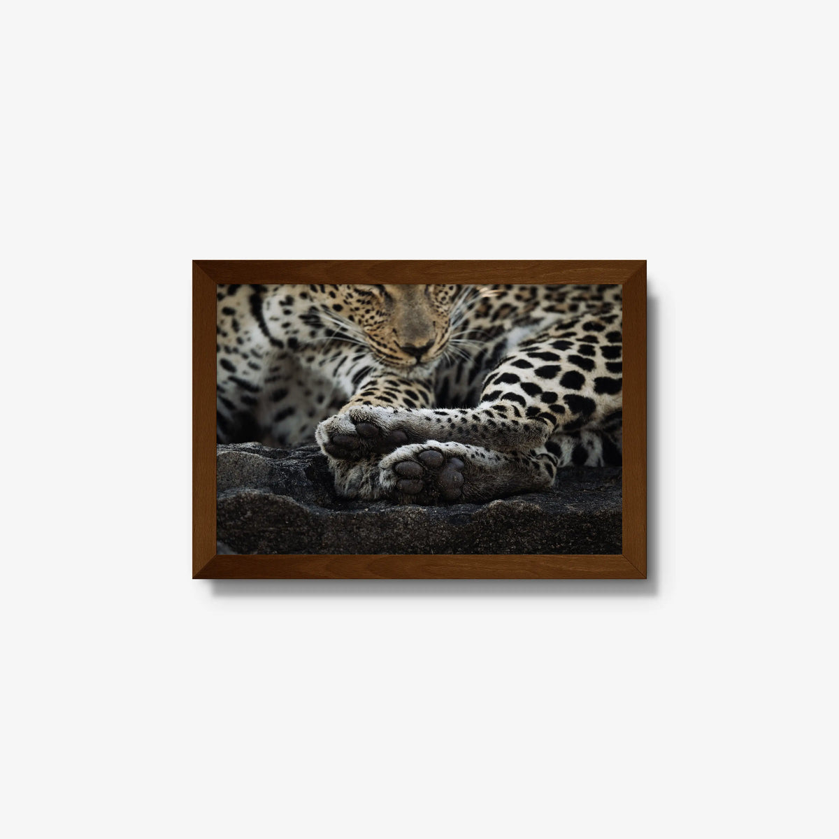 Dormant — small / brown / full