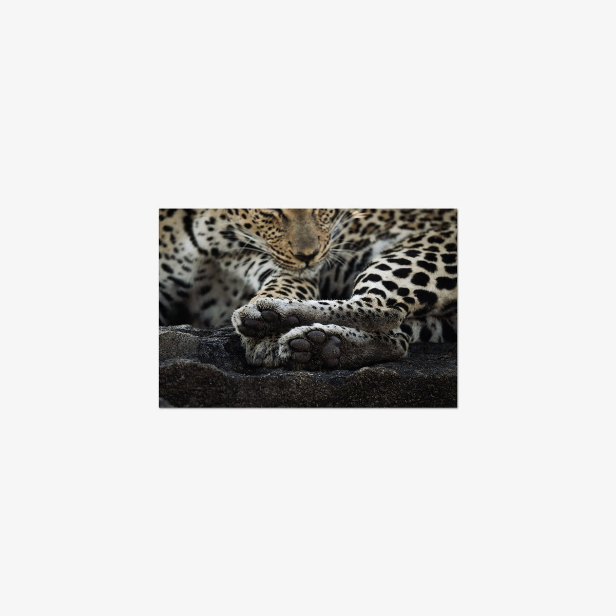 Dormant — small / print / n/a