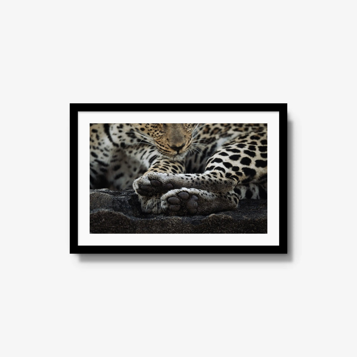 Dormant — medium / black / mat