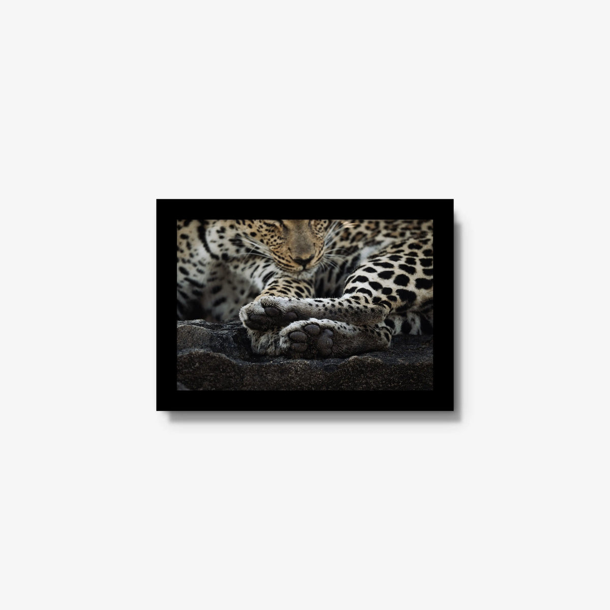 Dormant — mini / black / full