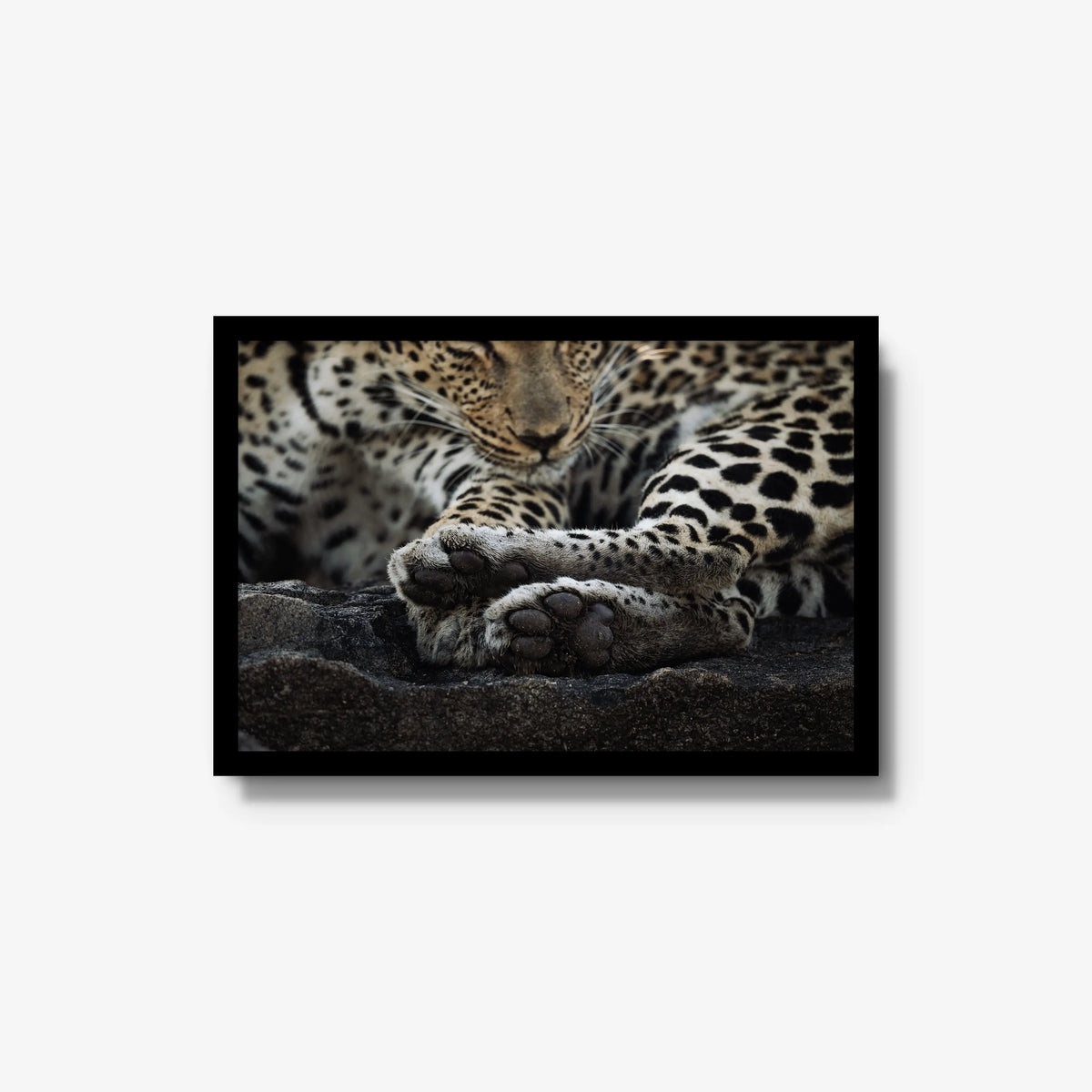 Dormant — medium / black / full