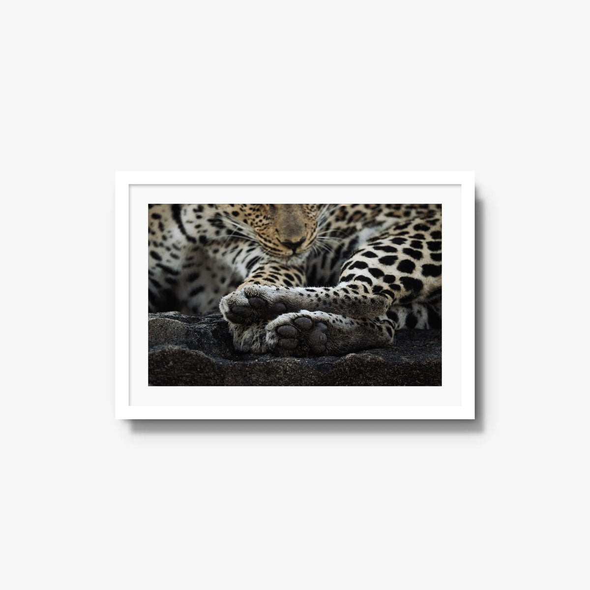 Dormant — medium / white / mat