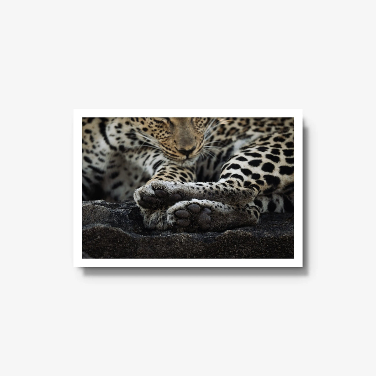 Dormant — medium / white / full