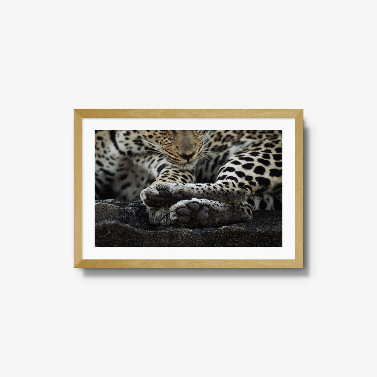 Dormant — medium / natural / mat