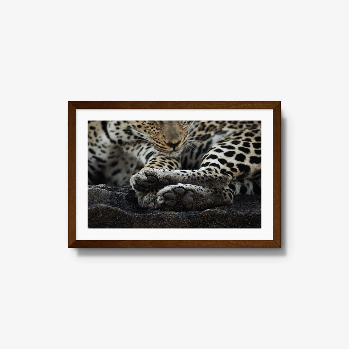 Dormant — medium / brown / mat