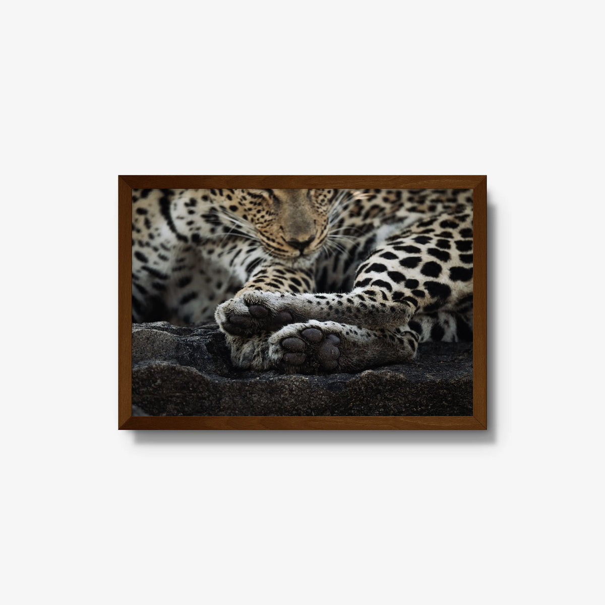 Dormant — medium / brown / full