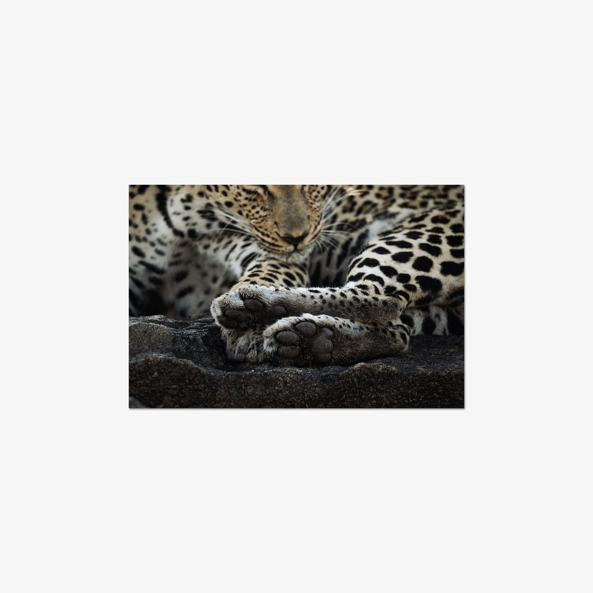 Dormant — medium / print / n/a