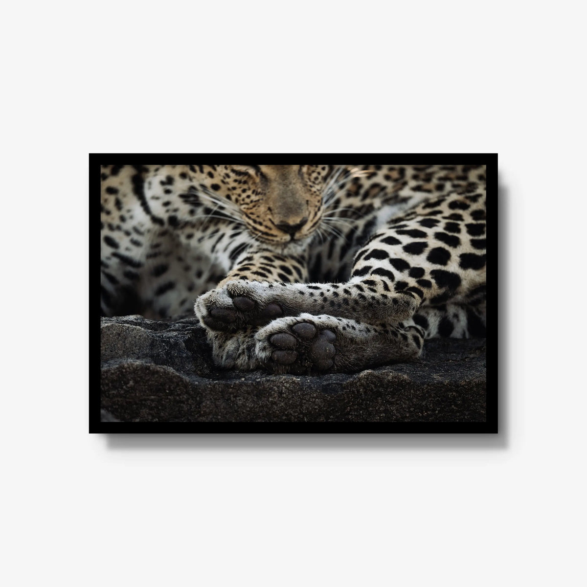 Dormant — large / black / full