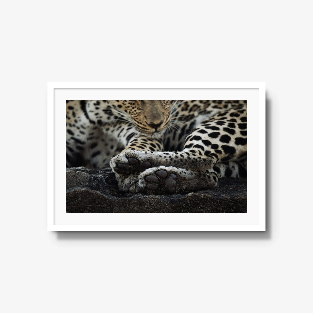 Dormant — large / white / mat