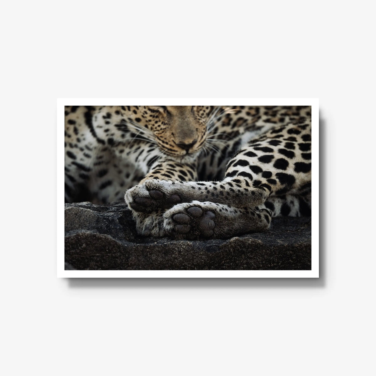 Dormant — large / white / full