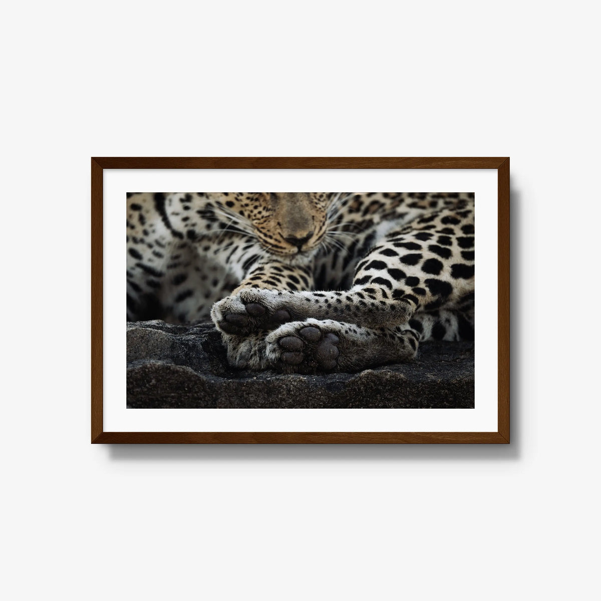 Dormant — large / brown / mat