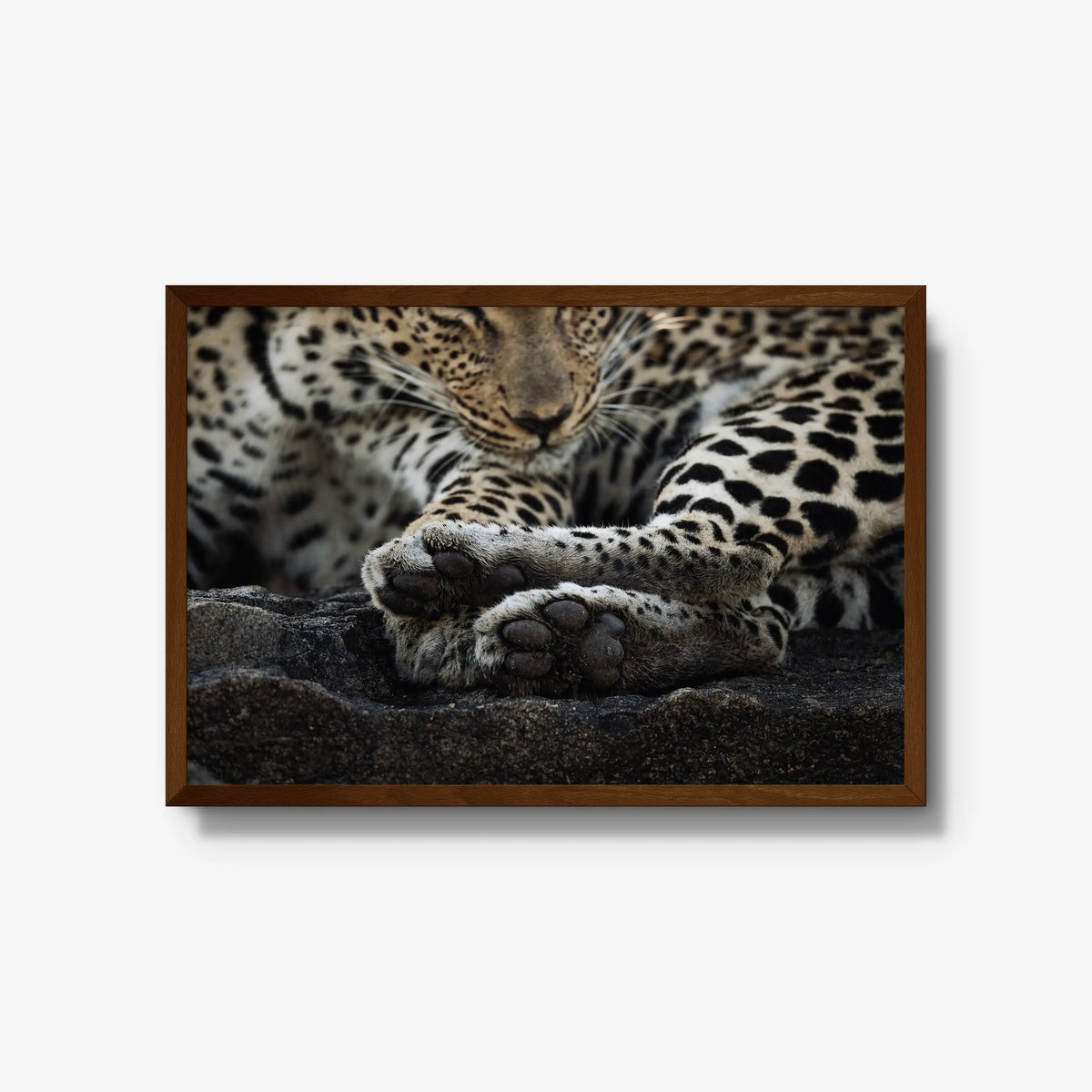 Dormant — large / brown / full