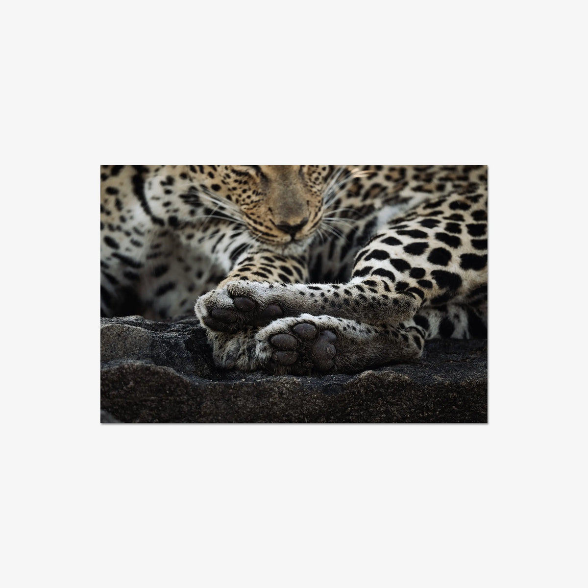 Dormant — large / print / n/a