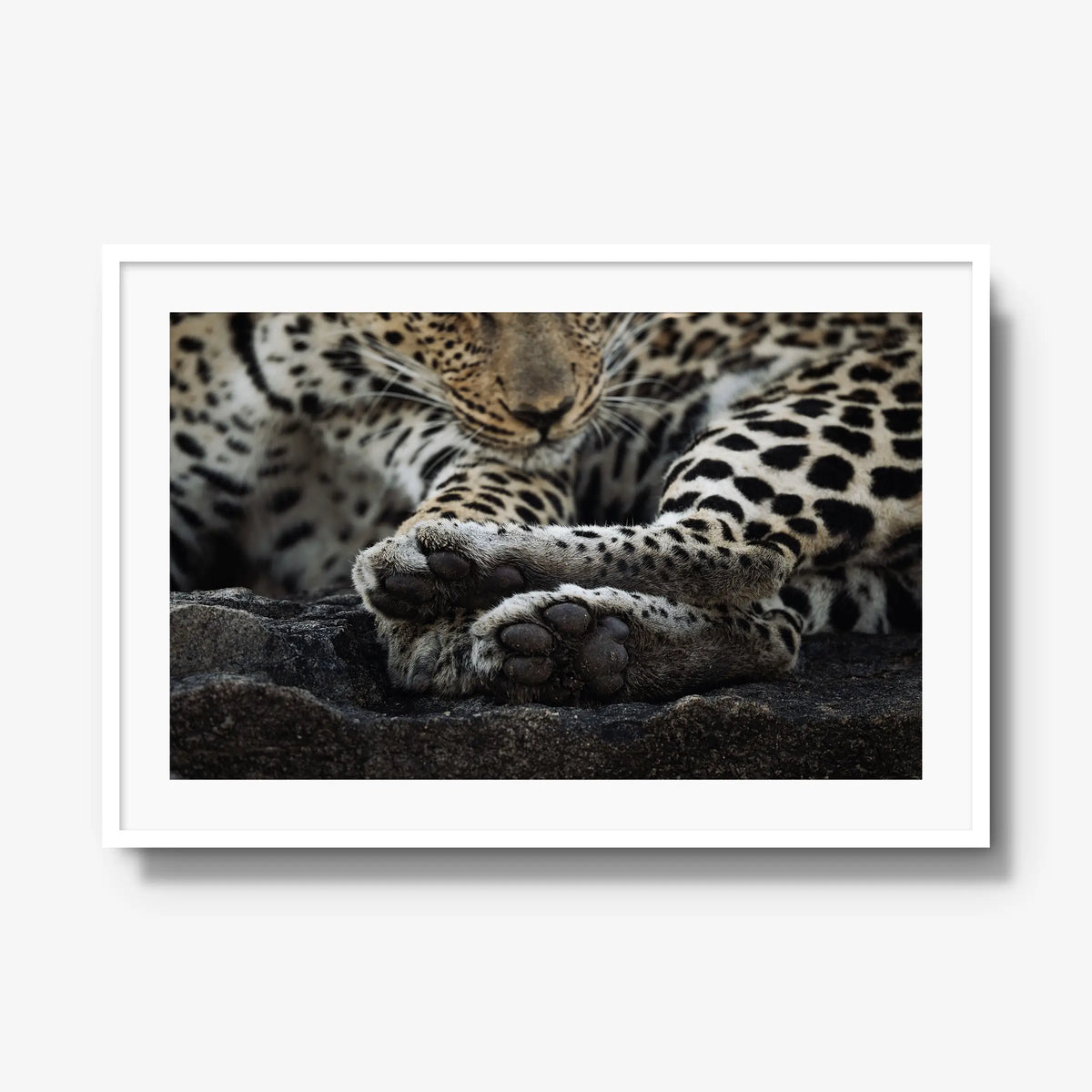 Dormant — gallery / white / mat