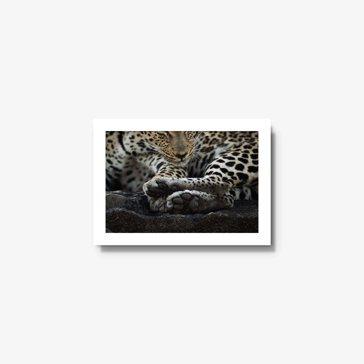 Dormant — mini / white / full