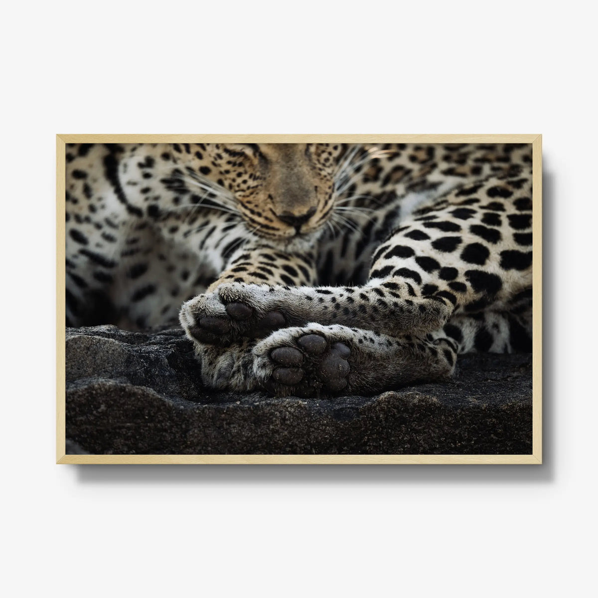 Dormant — gallery / natural / full