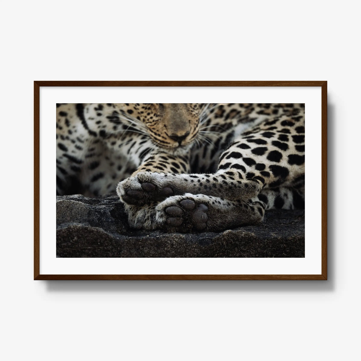 Dormant — gallery / brown / mat
