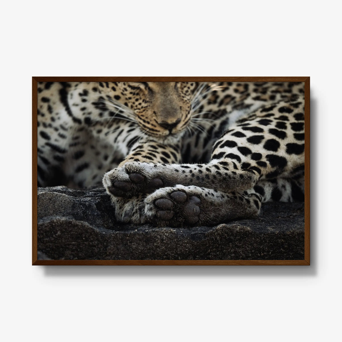 Dormant — gallery / brown / full