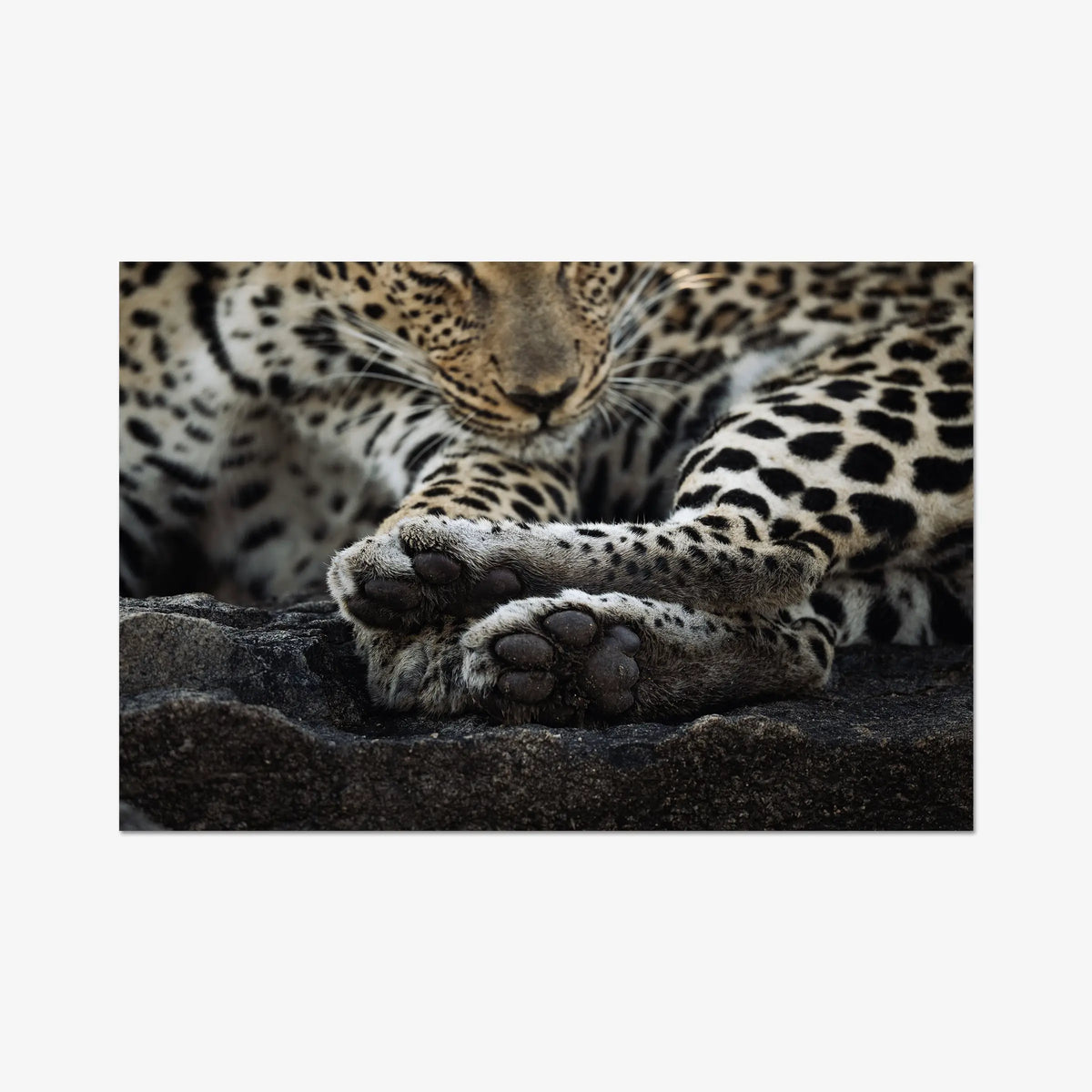 Dormant — gallery / print / n/a