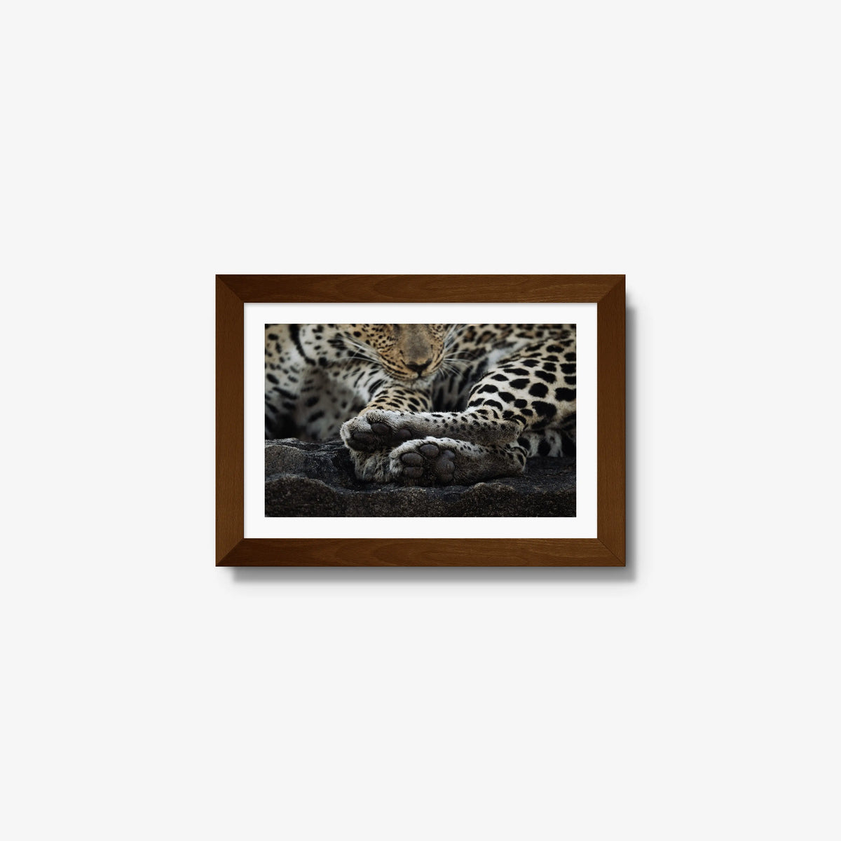 Dormant — mini / brown / mat