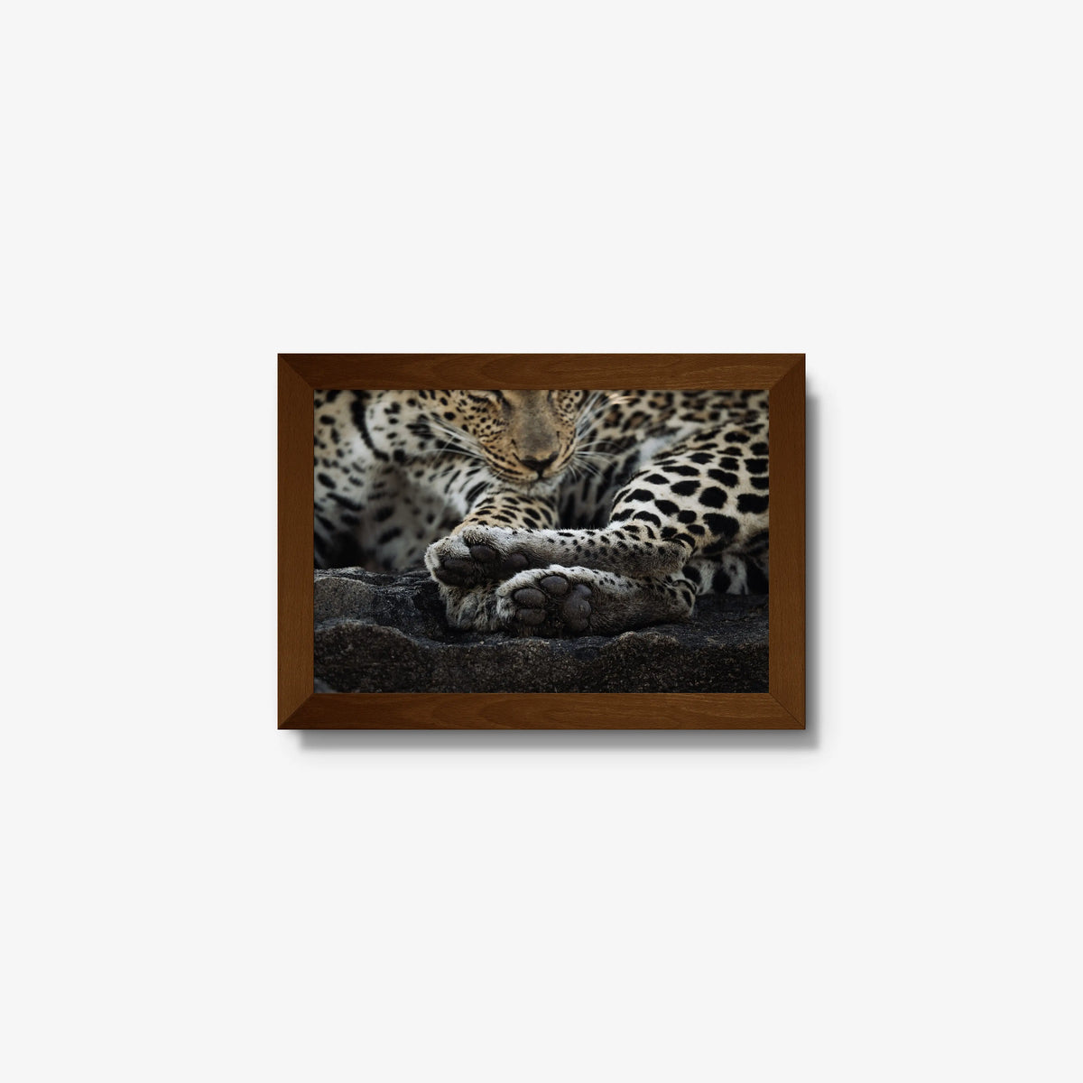 Dormant — mini / brown / full