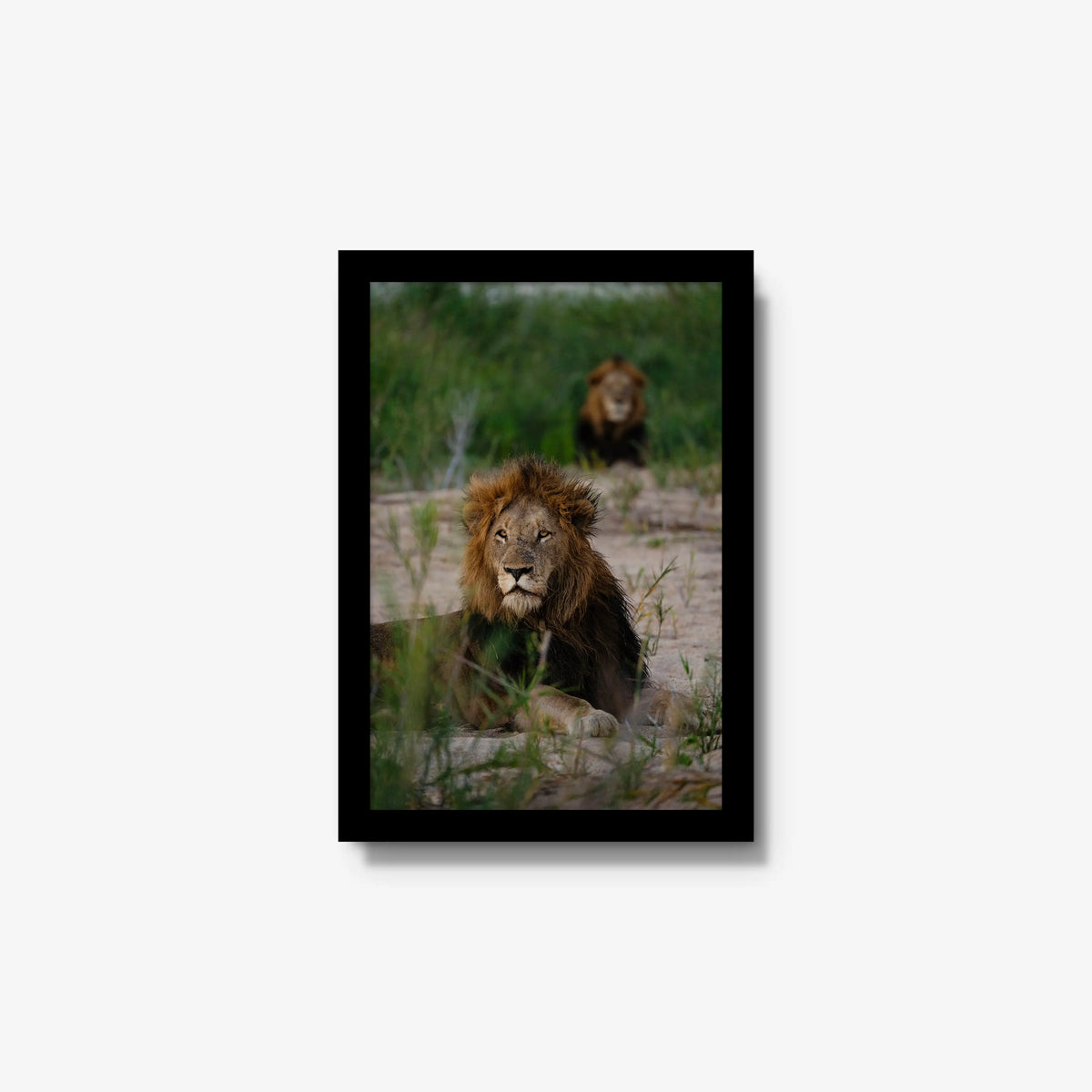Coalition — small / black / full