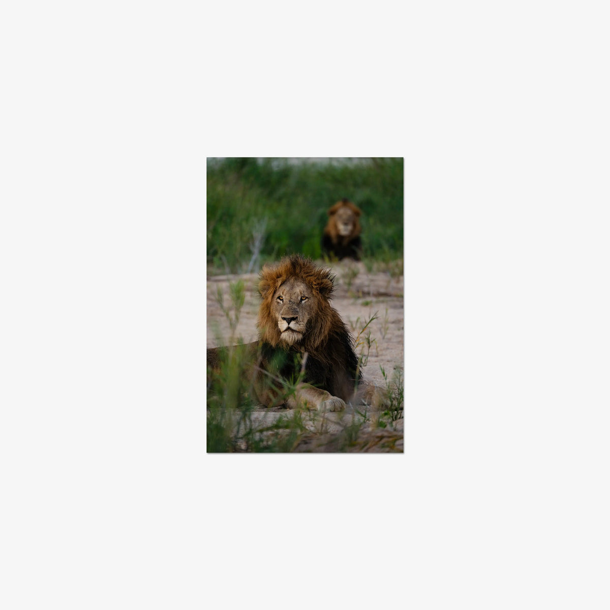 Coalition — small / print / n/a