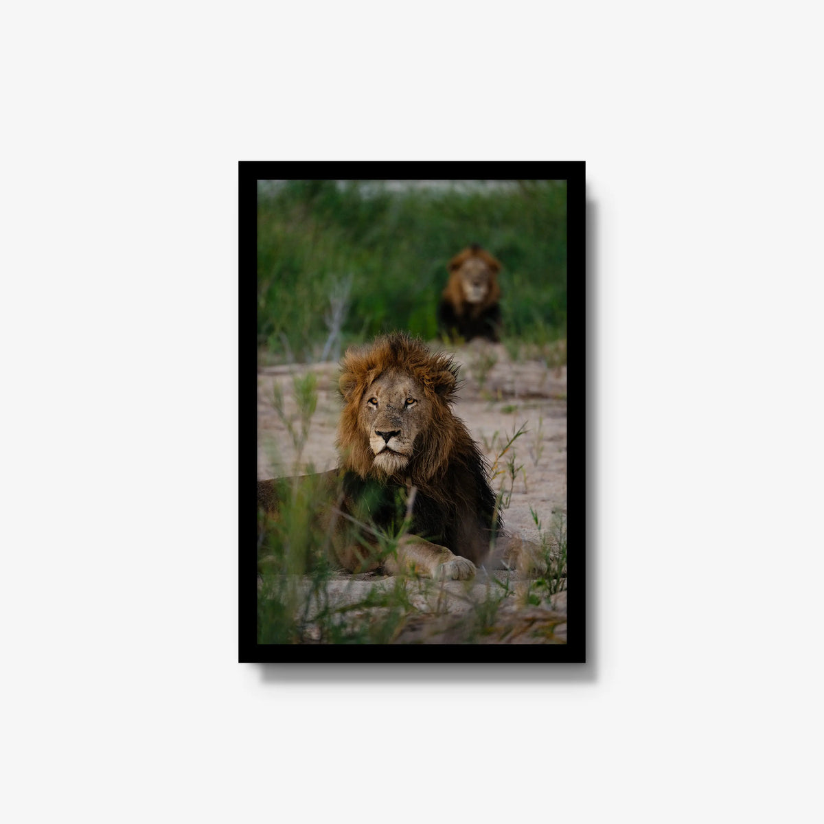 Coalition — medium / black / full