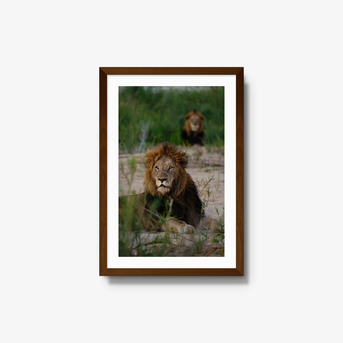 Coalition — medium / brown / mat