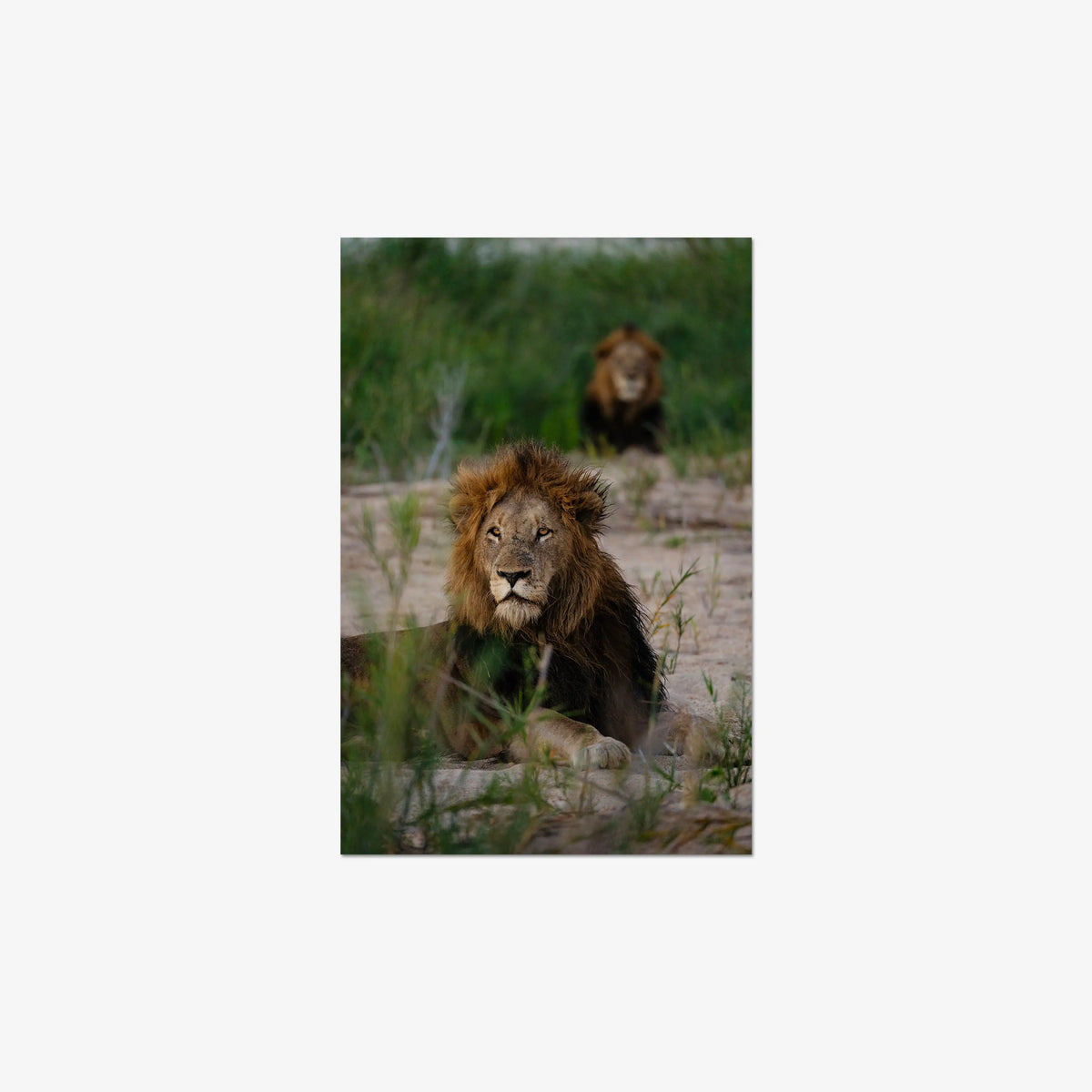 Coalition — medium / print / n/a