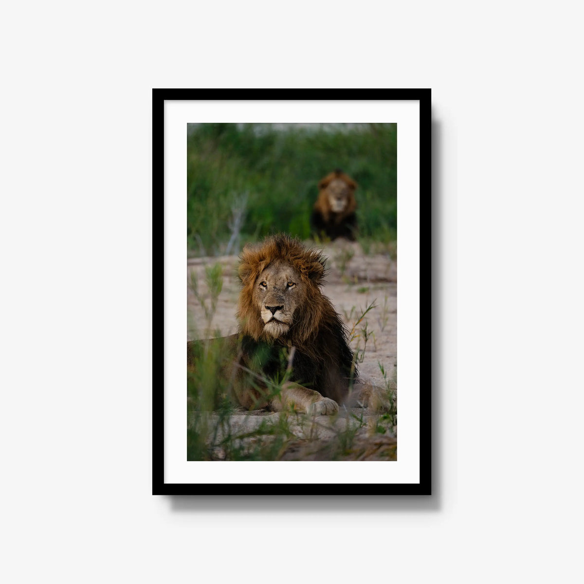 Coalition — large / black / mat