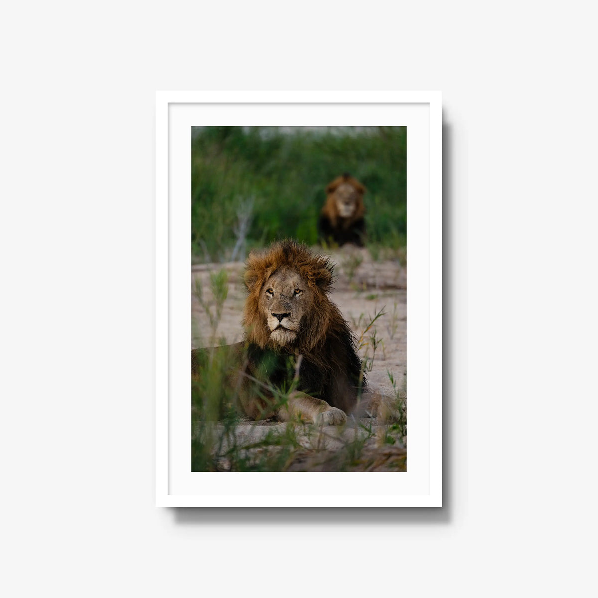 Coalition — large / white / mat