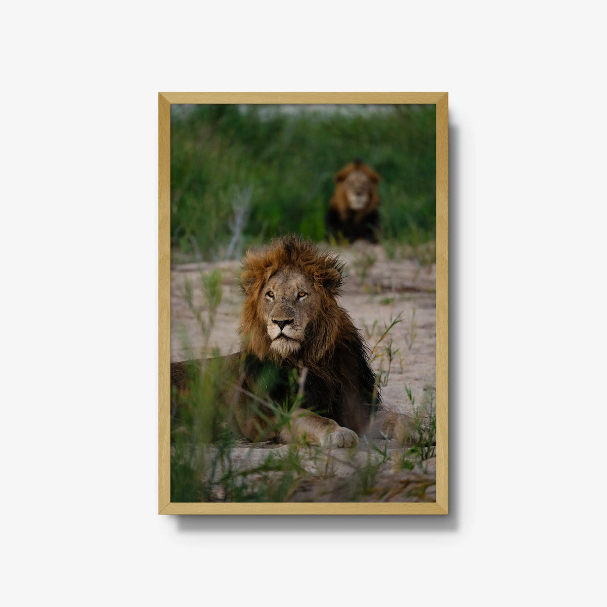 Coalition — large / natural / full