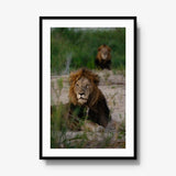 Coalition — gallery / black / mat