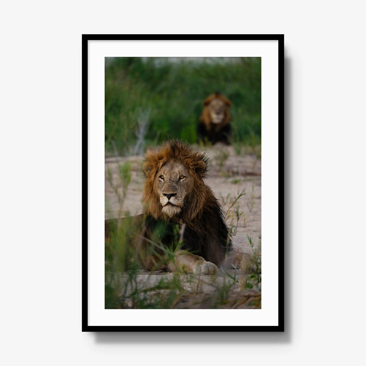 Coalition — gallery / black / mat