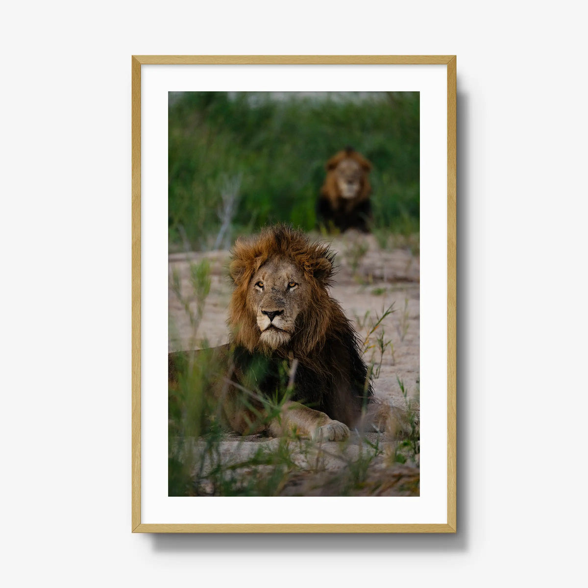 Coalition — gallery / natural / mat